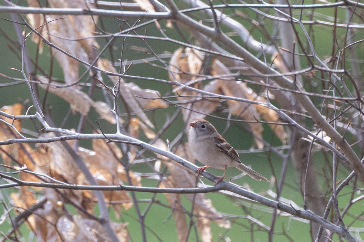 Field Sparrow - ML618071146