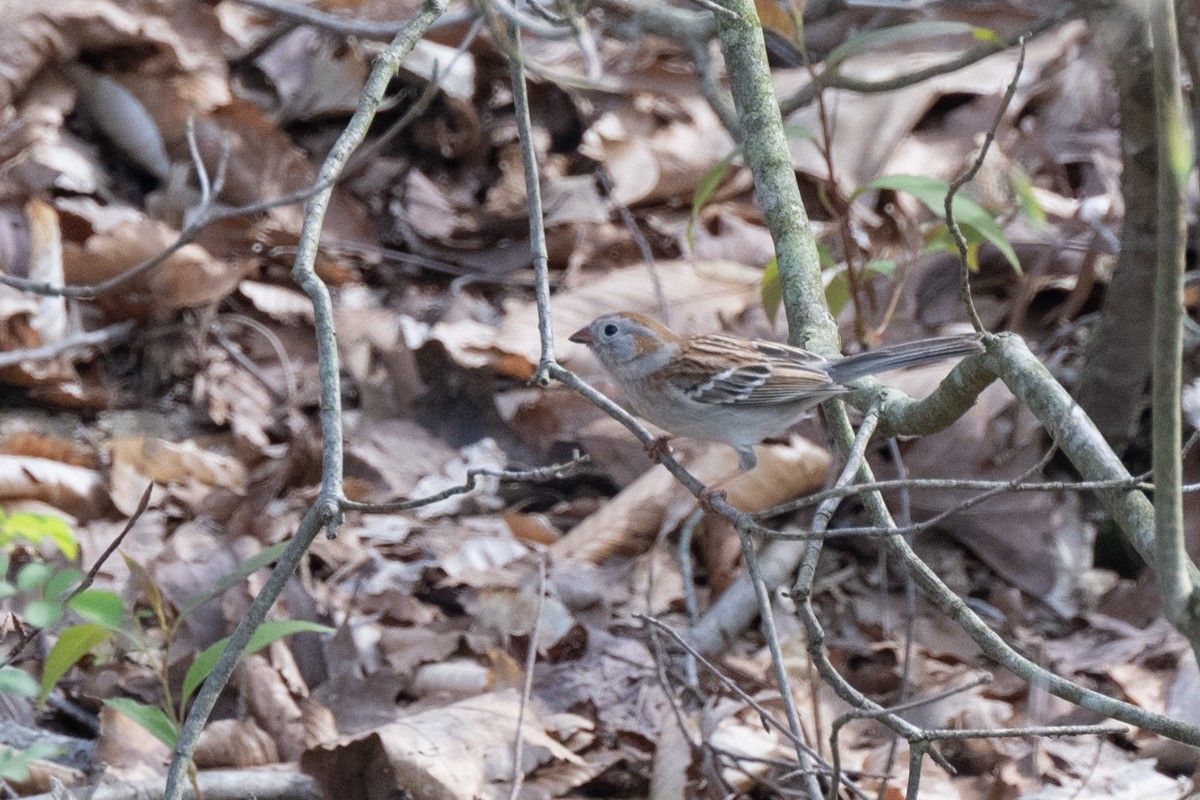 Field Sparrow - ML618071147