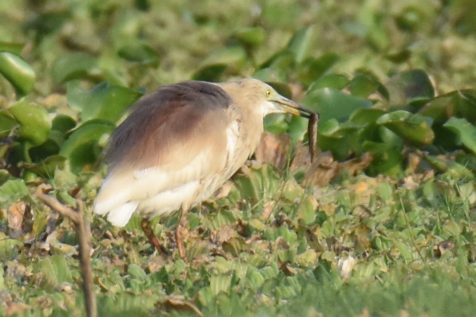 Indian Pond-Heron - arun tyagi
