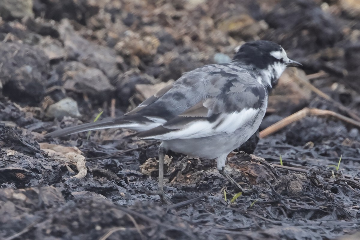 White Wagtail (Black-backed) - ML618071190