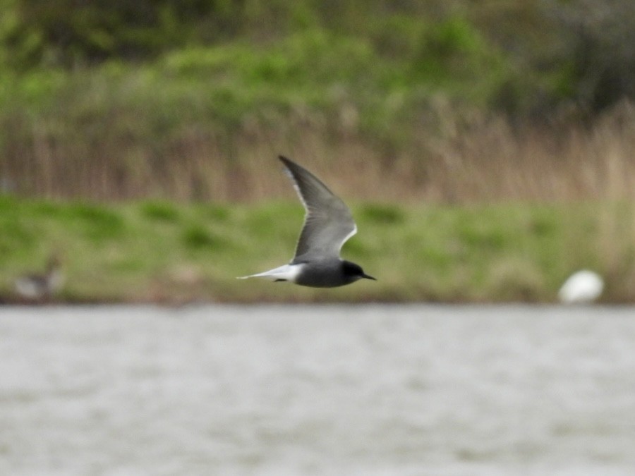 Black Tern - Stu  Buck