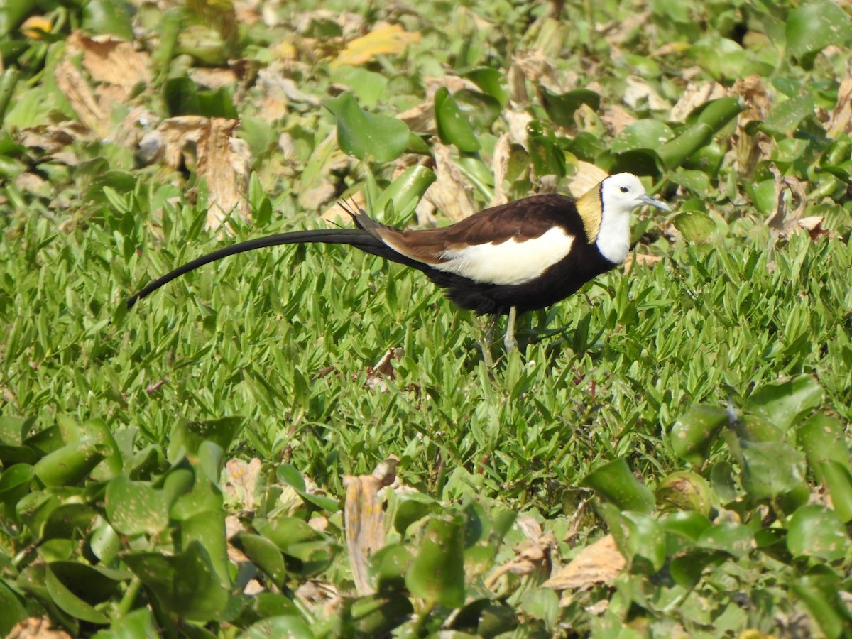 Pheasant-tailed Jacana - arun tyagi
