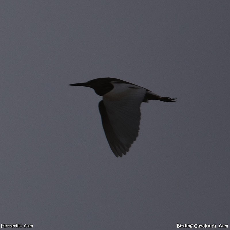 Squacco Heron - Enric Pàmies