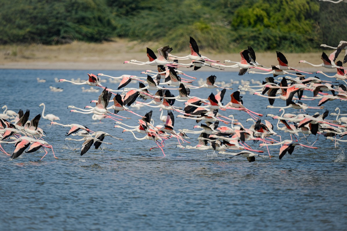 Greater Flamingo - Sudhir Paul