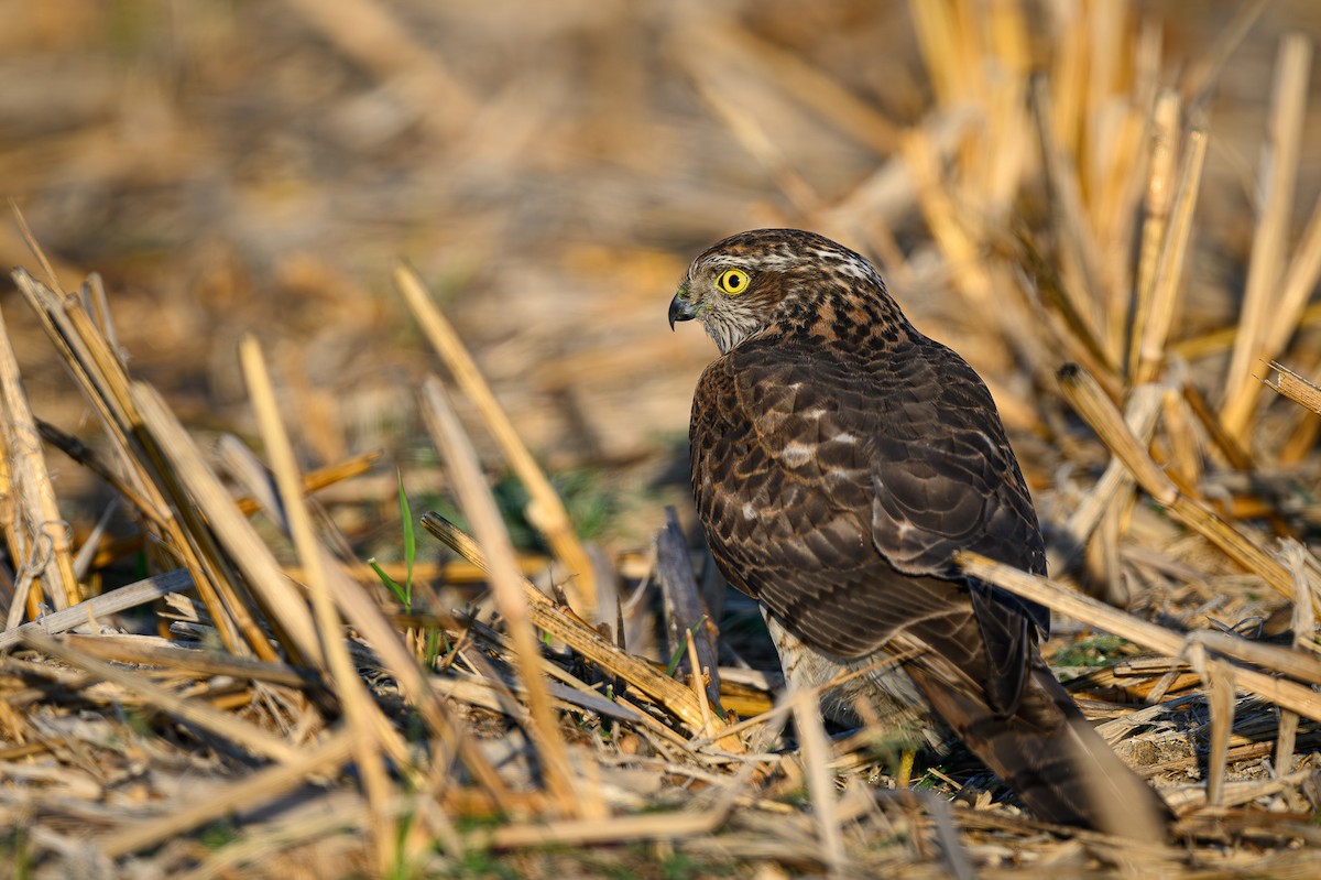 Eurasian Sparrowhawk - Sudhir Paul