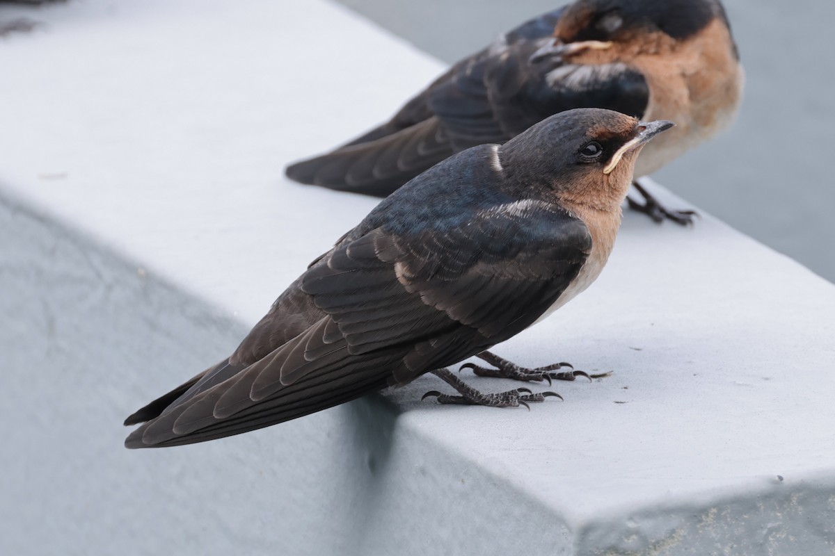 Pacific Swallow - ML618071385