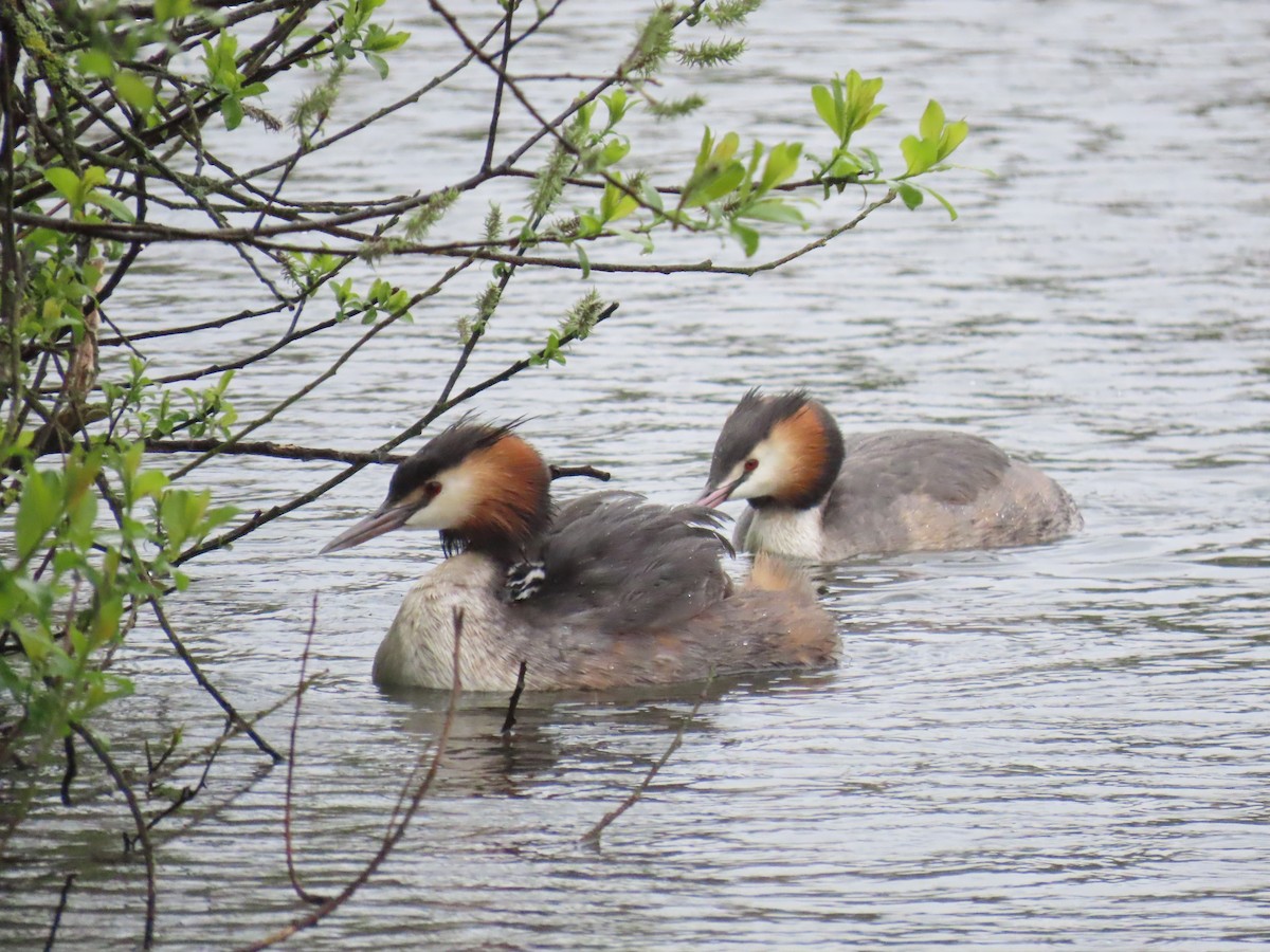 Great Crested Grebe - ML618071396