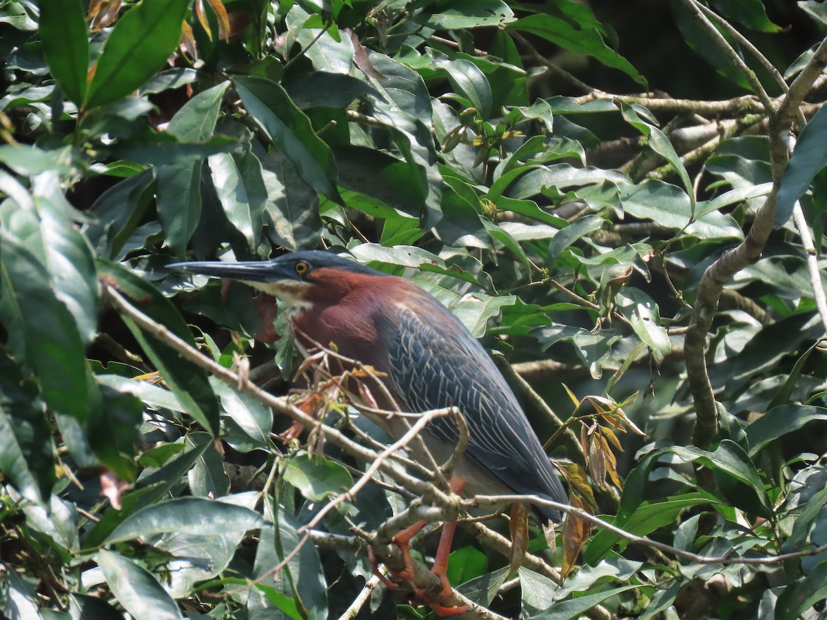 Green Heron - Stephen Younger
