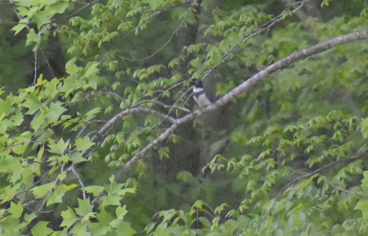 Belted Kingfisher - ML618071466