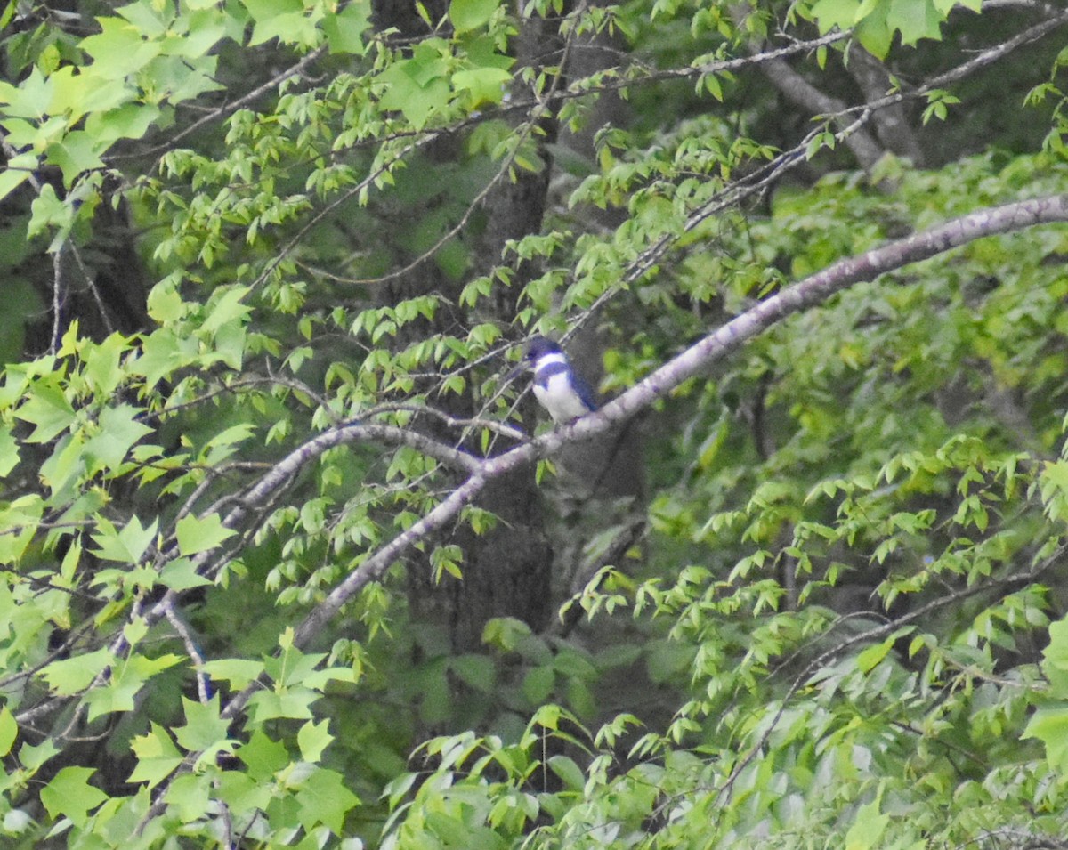 Belted Kingfisher - ML618071468
