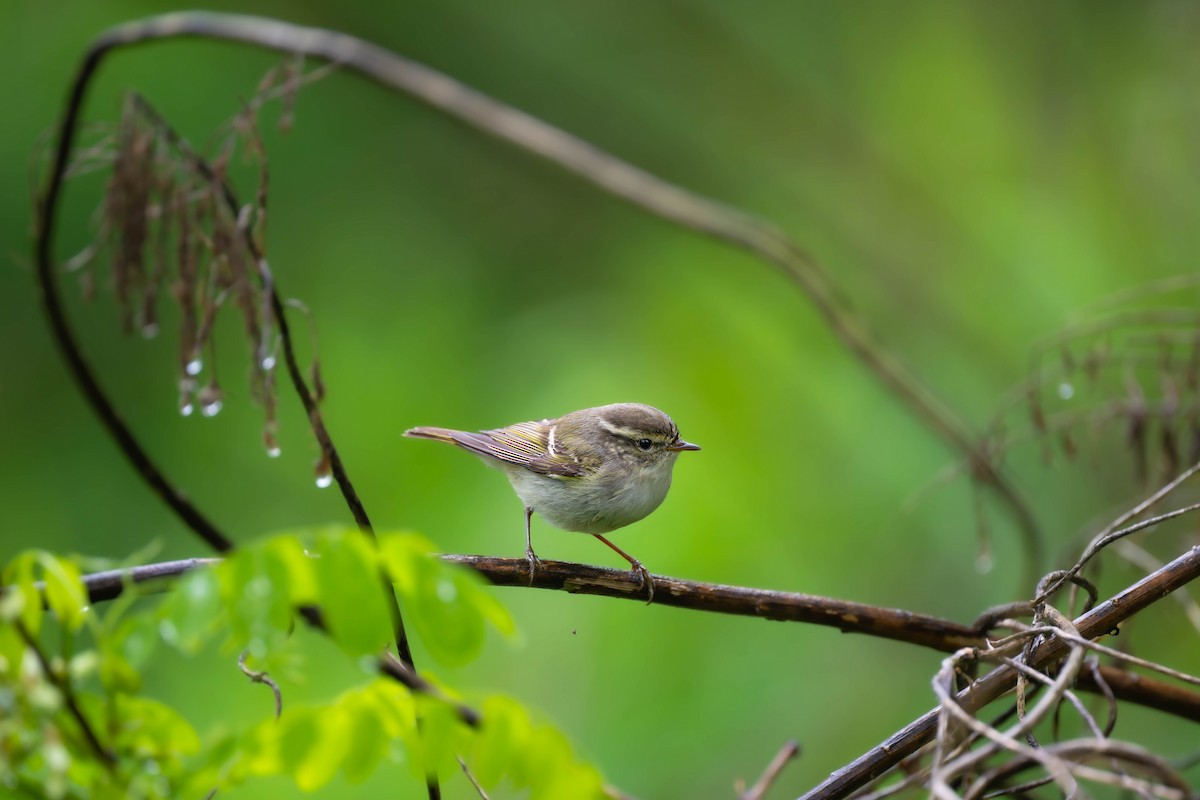 Hume's Warbler - ML618071486