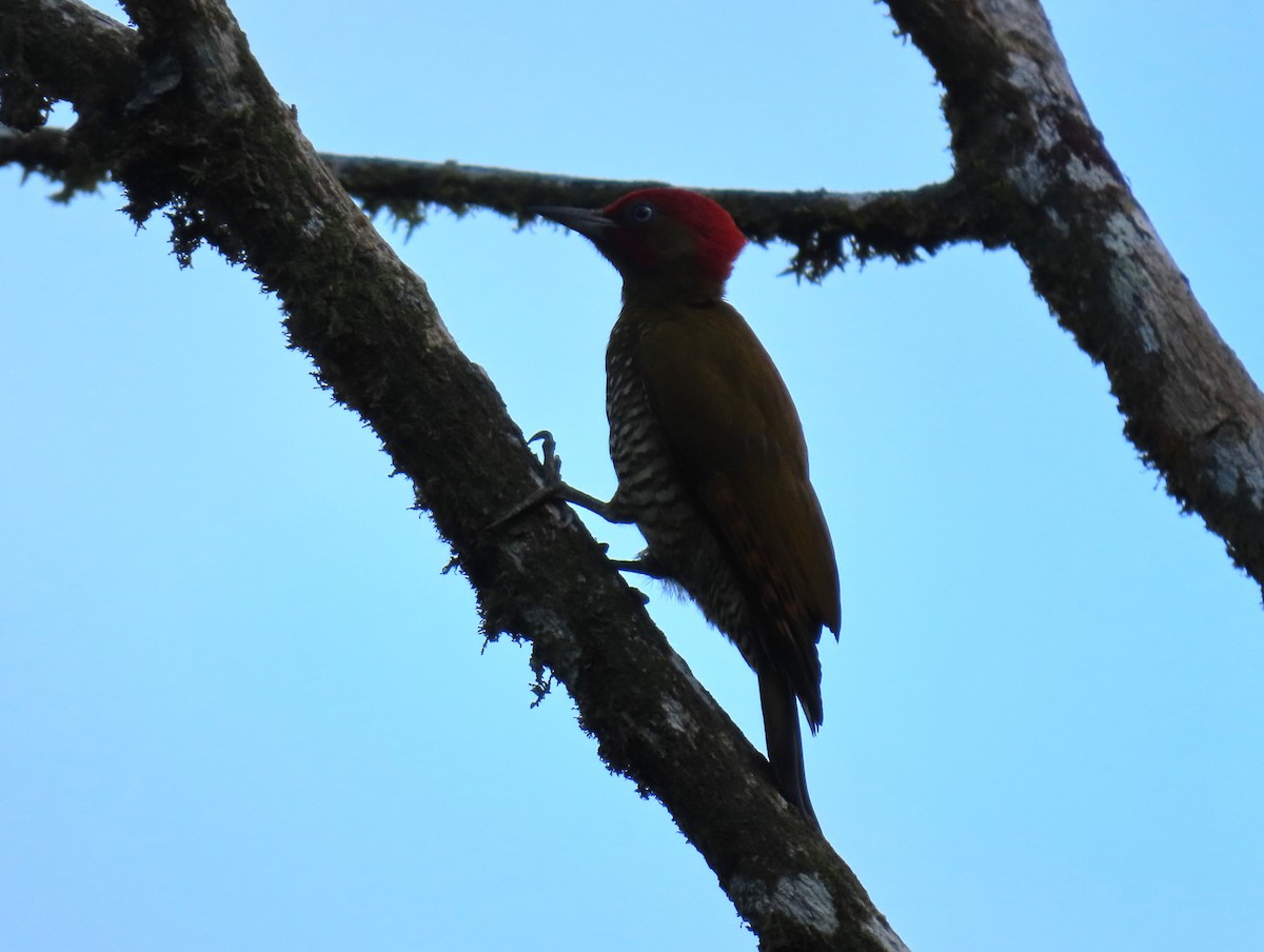 Rufous-winged Woodpecker - Stephen Younger