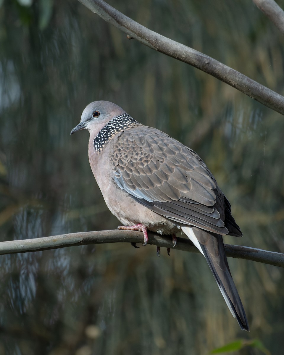 Spotted Dove - ML618071495