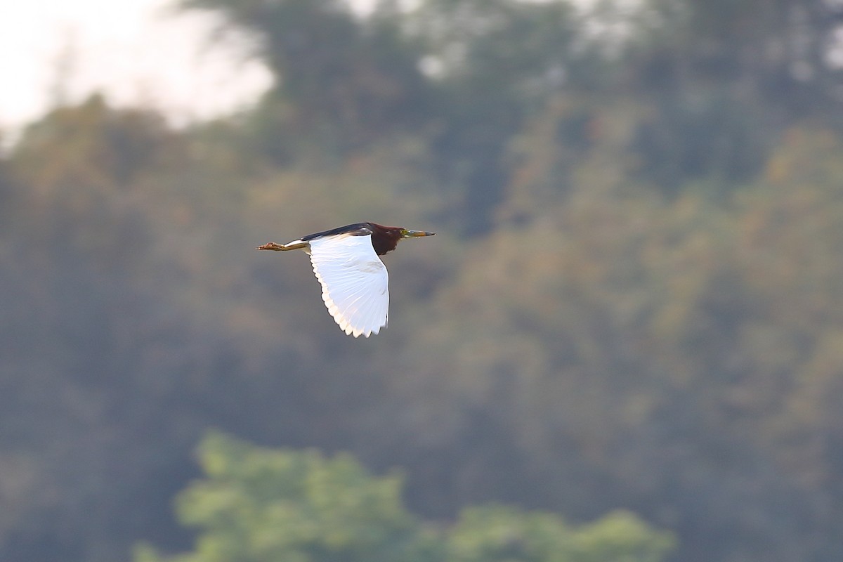 Chinese Pond-Heron - Tushar Tripathi