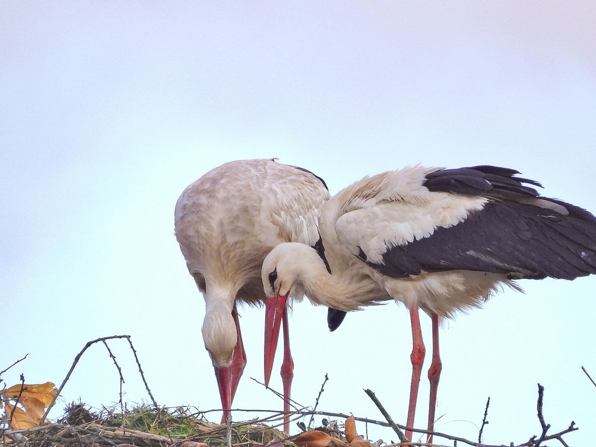 White Stork - Isai Ogando