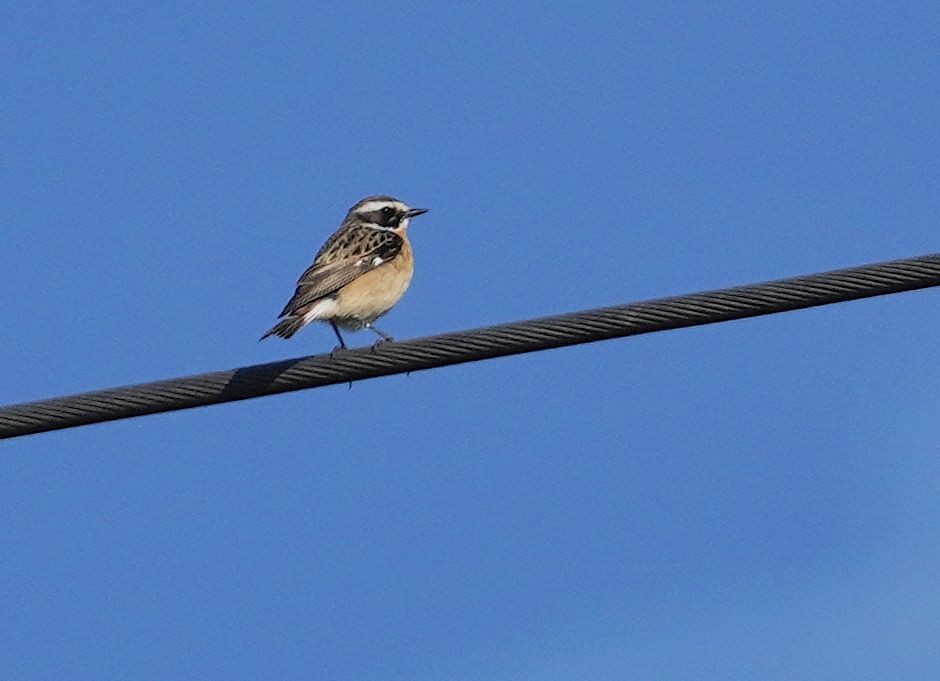 Whinchat - ML618071572