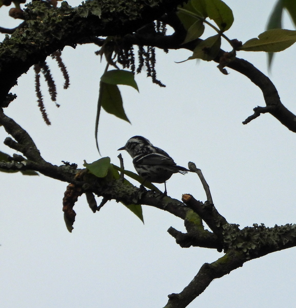 Black-and-white Warbler - ML618071577
