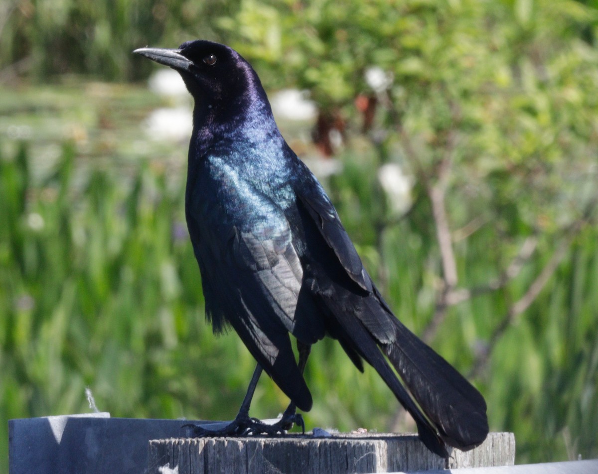 Boat-tailed Grackle - ML618071602