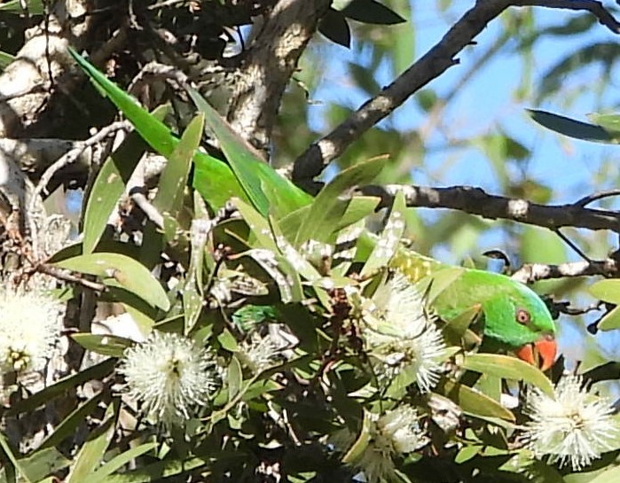 Scaly-breasted Lorikeet - Suzanne Foley