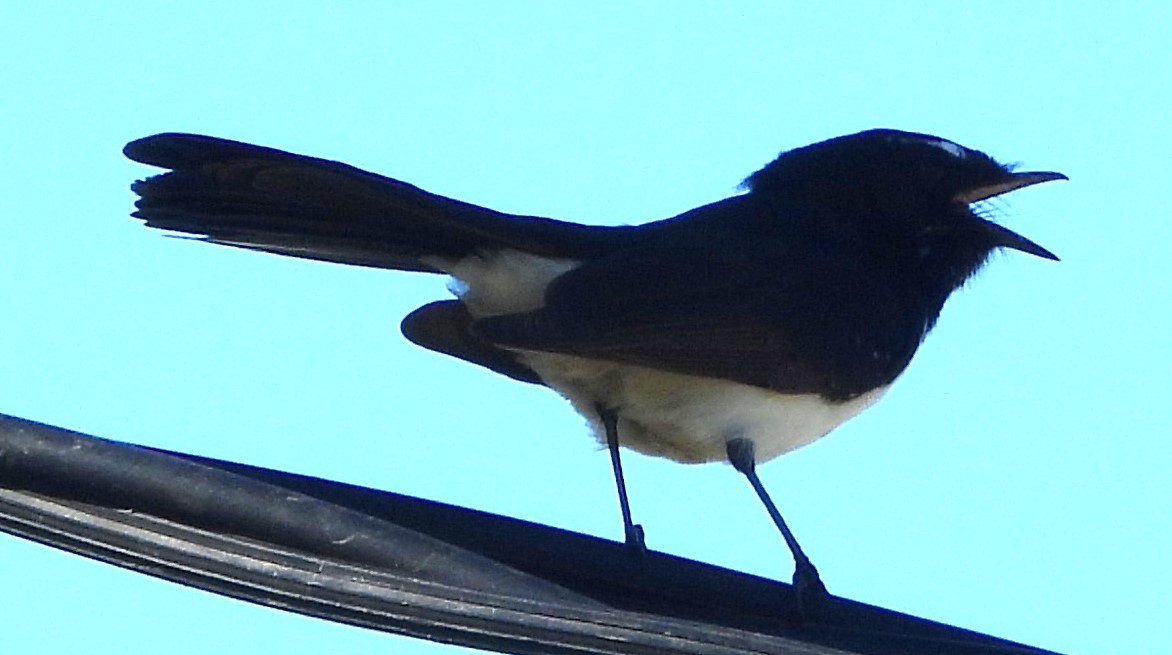 Willie-wagtail - ML618071698