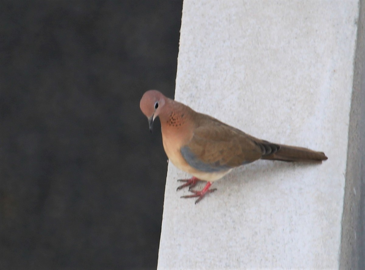 Laughing Dove - ML618071704