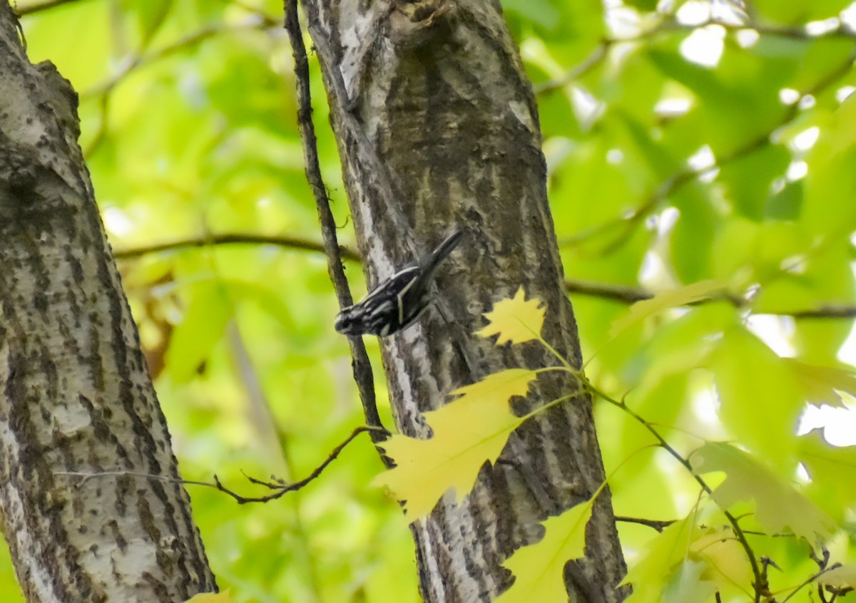 Black-and-white Warbler - ML618071708
