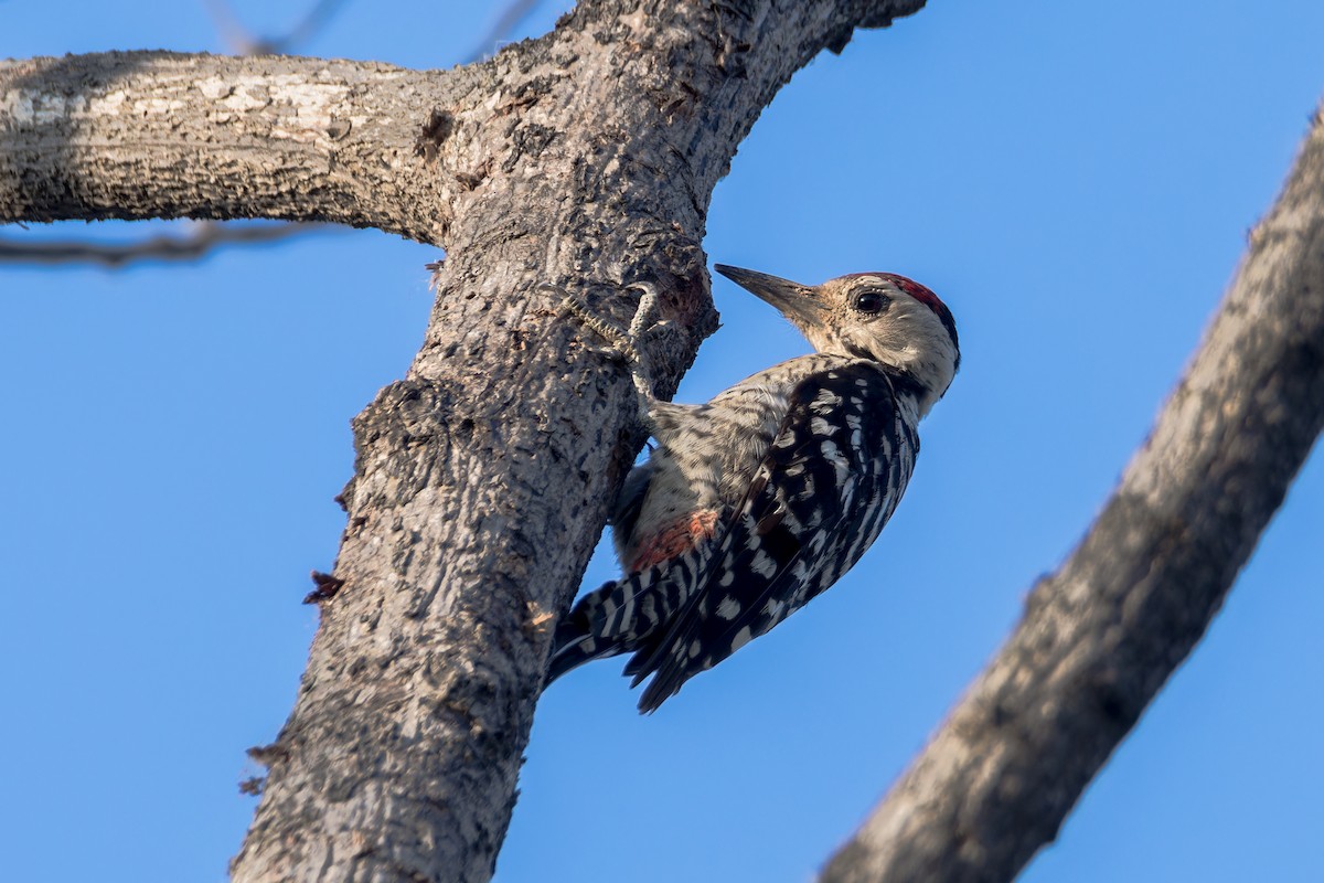 Freckle-breasted Woodpecker - Wich’yanan Limparungpatthanakij