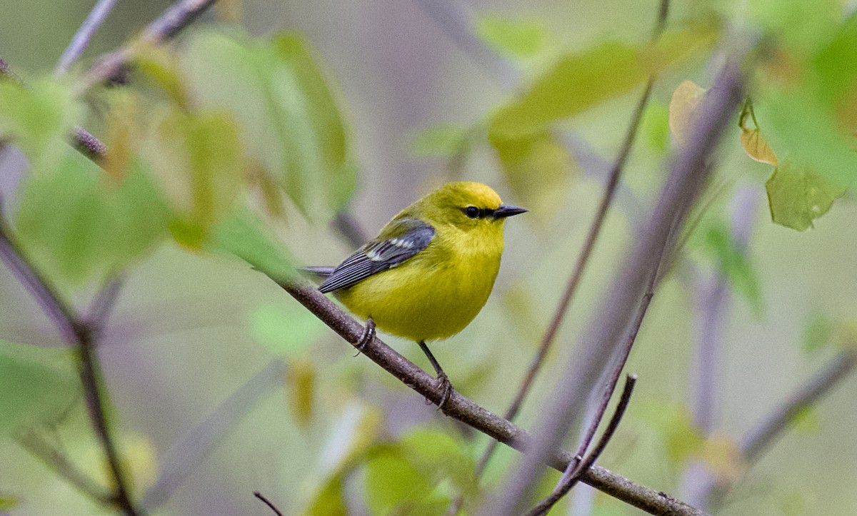 Blue-winged Warbler - Rickey Shive