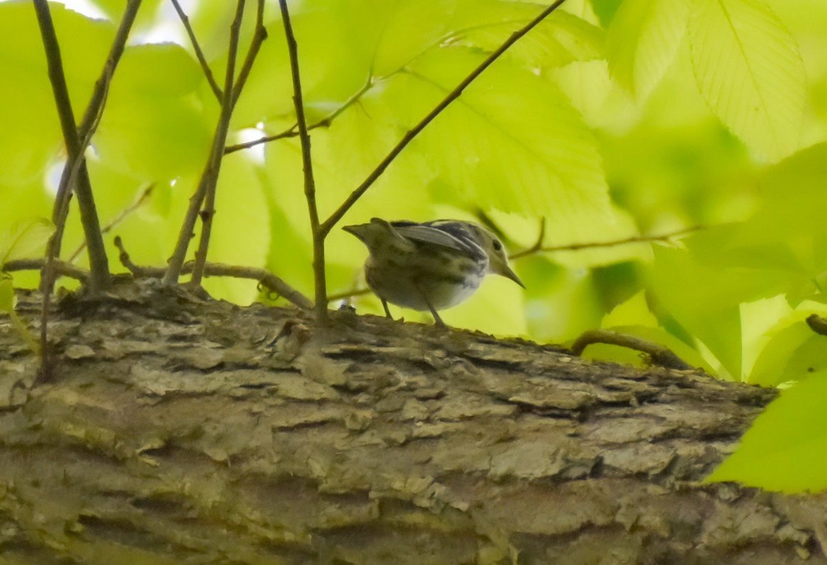 Black-and-white Warbler - ML618071725