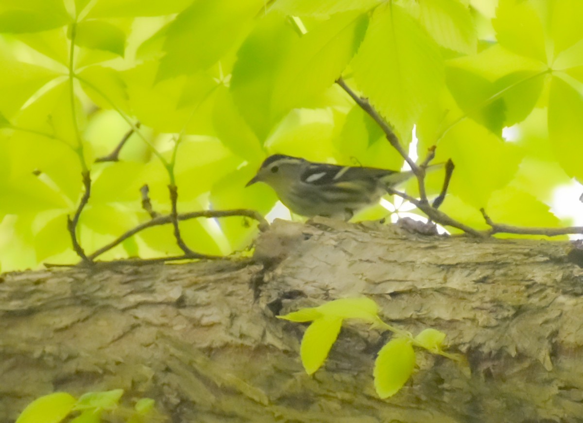 Black-and-white Warbler - ML618071726
