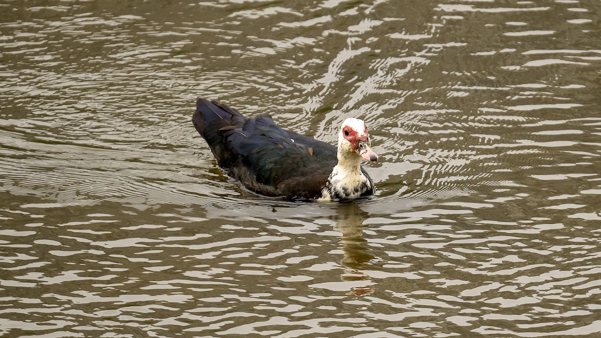 Muscovy Duck (Domestic type) - Xinyi Li