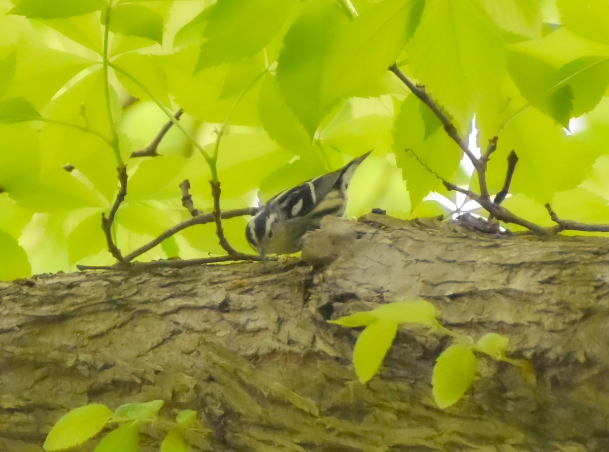Black-and-white Warbler - ML618071745