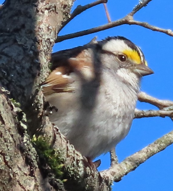 White-throated Sparrow - Gisele d'Entremont