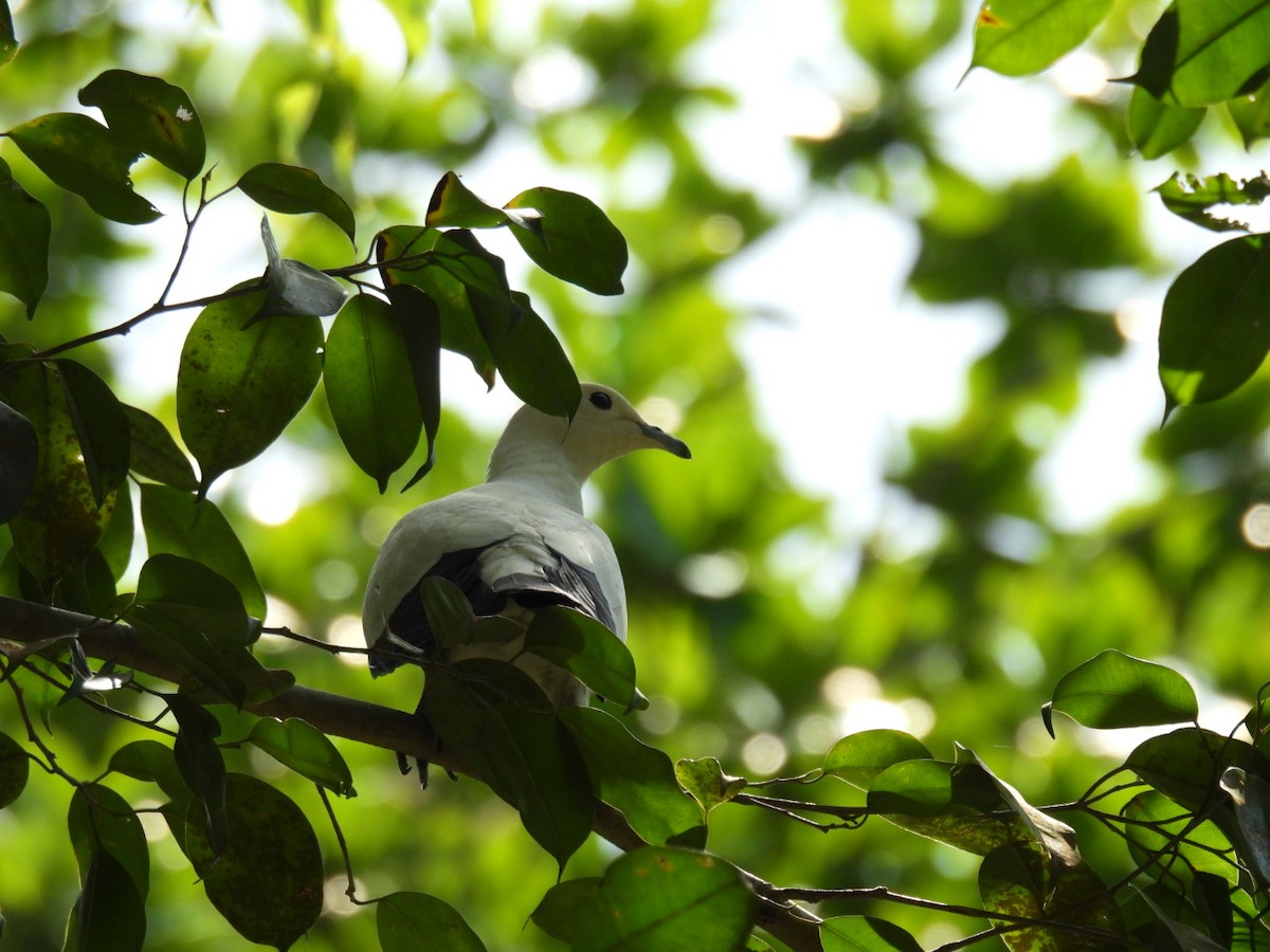 Pied Imperial-Pigeon - ML618071755