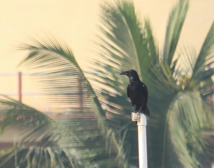 Large-billed Crow - Dr Nandini Patil