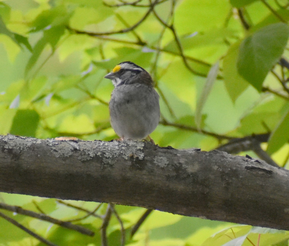 White-throated Sparrow - Robin Toler
