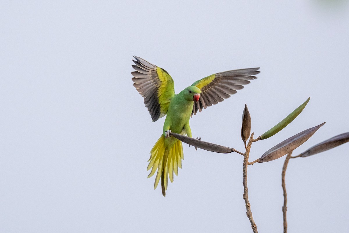 Rose-ringed Parakeet - Pranav Pula