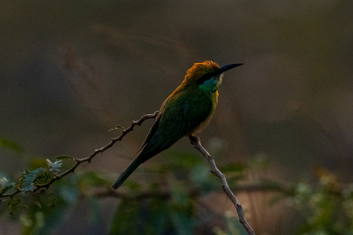 Asian Green Bee-eater - Pranav Pula