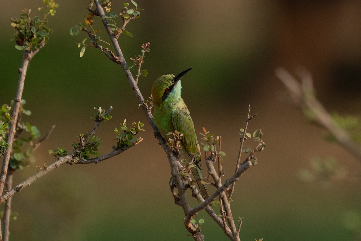 Asian Green Bee-eater - Pranav Pula
