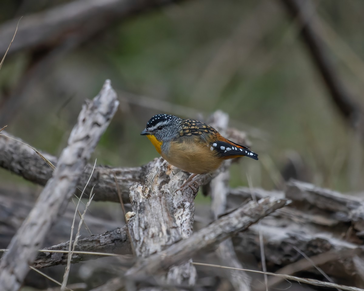 Spotted Pardalote - ML618071813