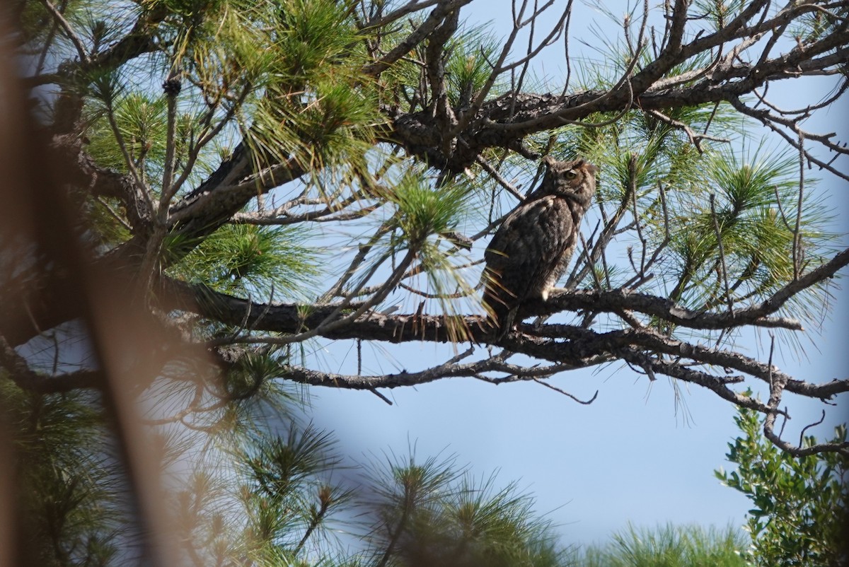 Great Horned Owl - ML618071819