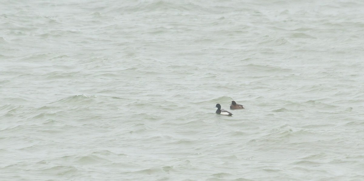 Greater Scaup - ML618071828