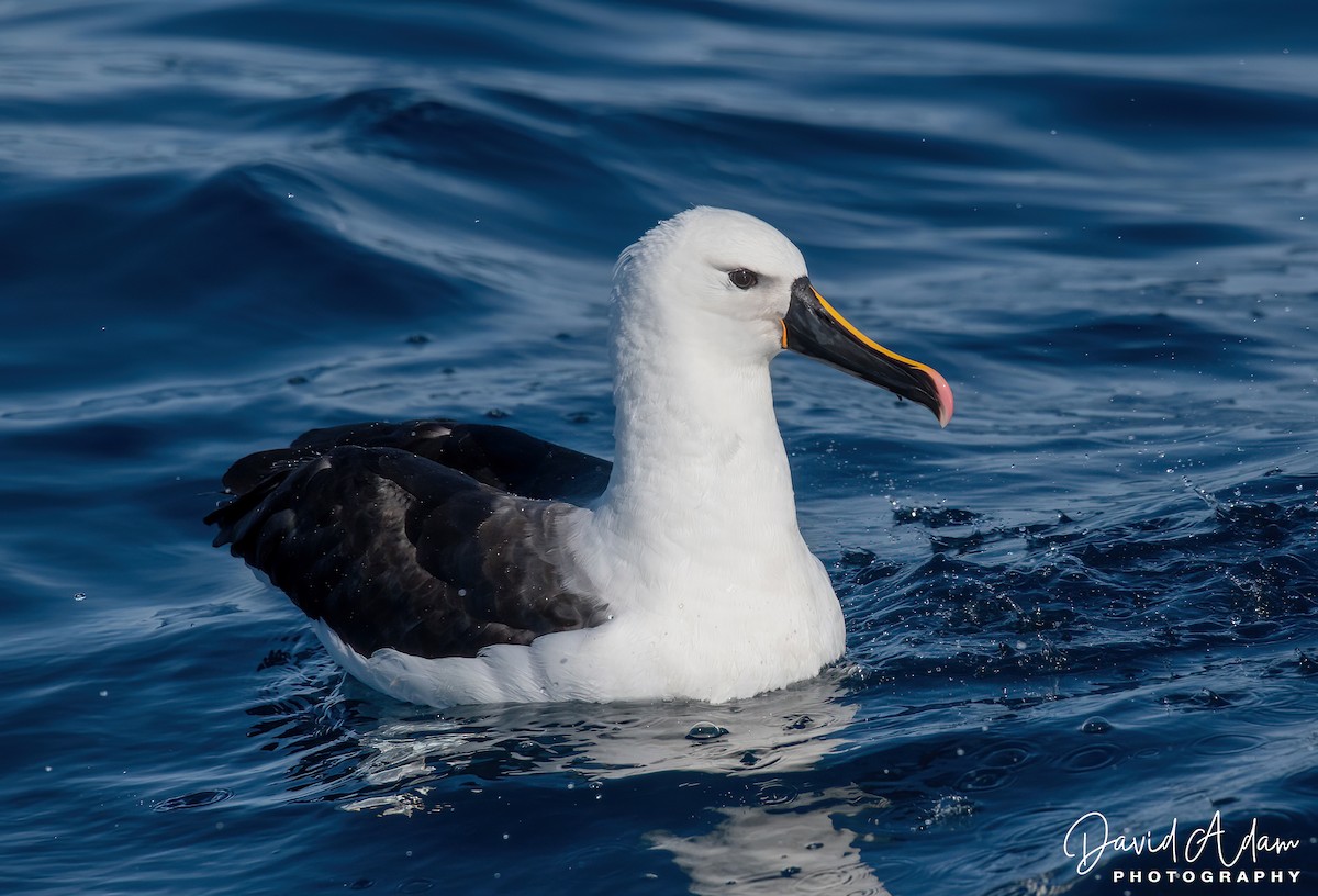 Indian Yellow-nosed Albatross - David Adam