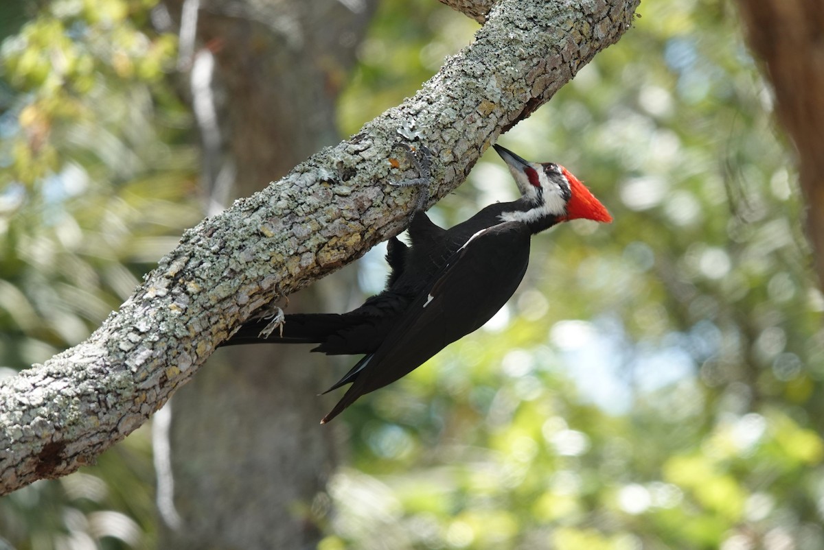 Pileated Woodpecker - Mick McCarty