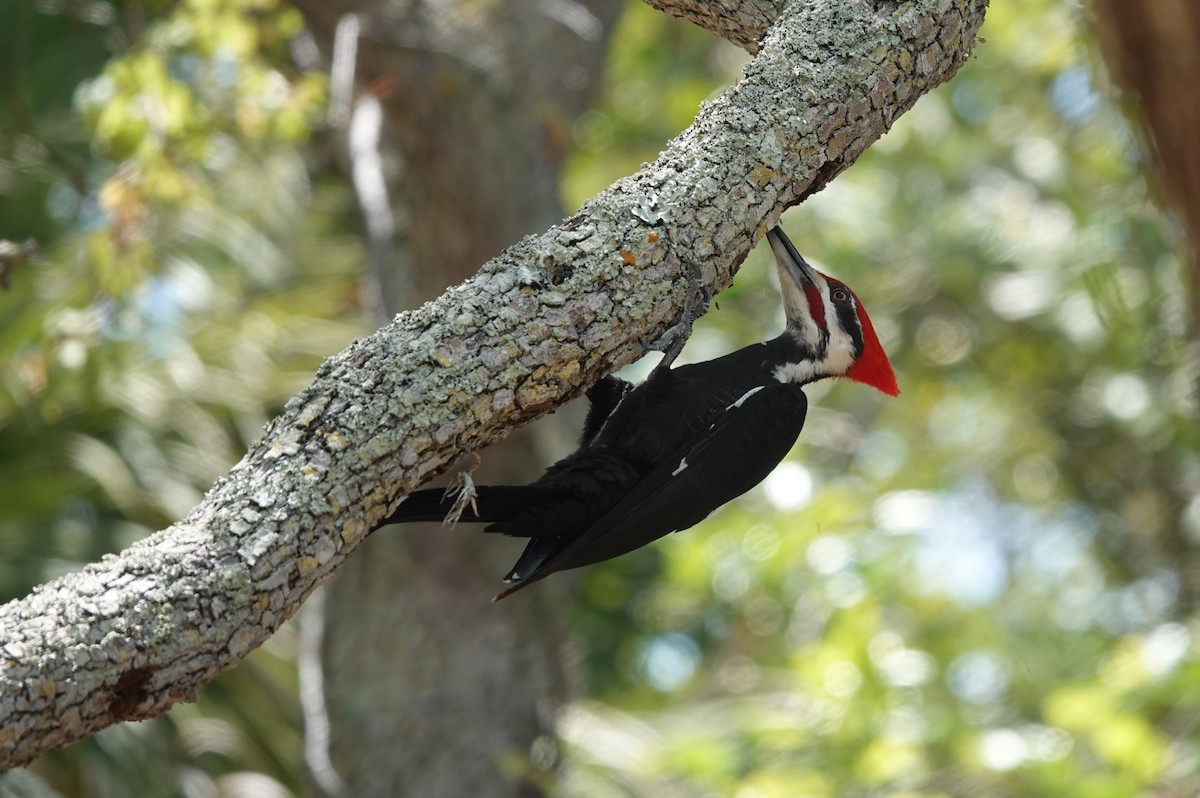 Pileated Woodpecker - ML618071864