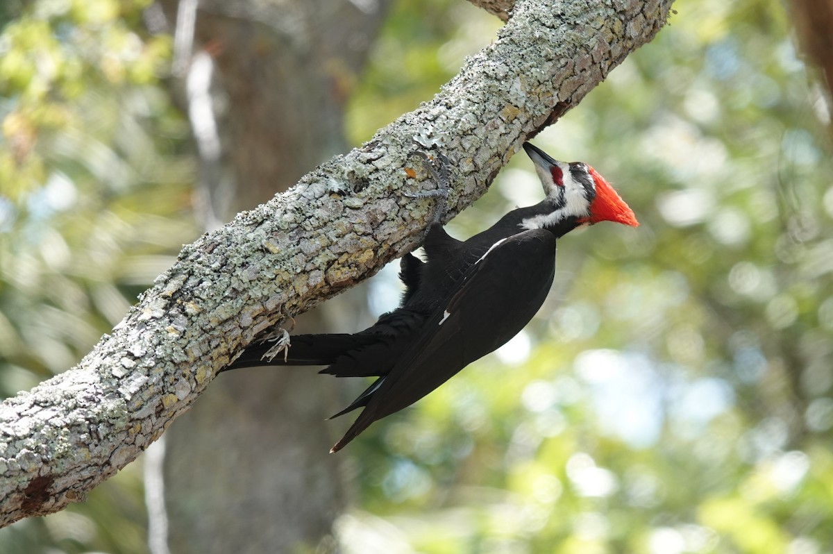 Pileated Woodpecker - Mick McCarty
