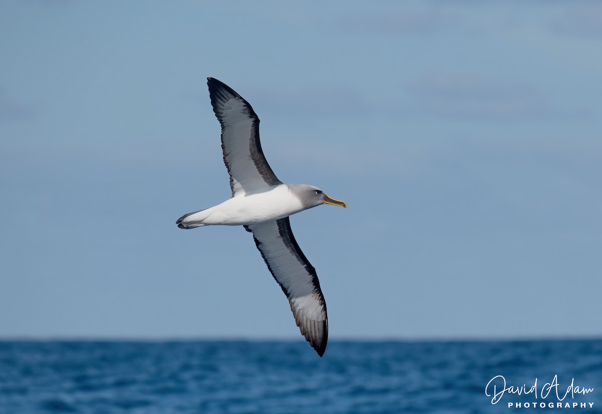 Buller's Albatross - David Adam