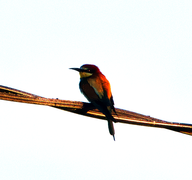 European Bee-eater - ML618071920