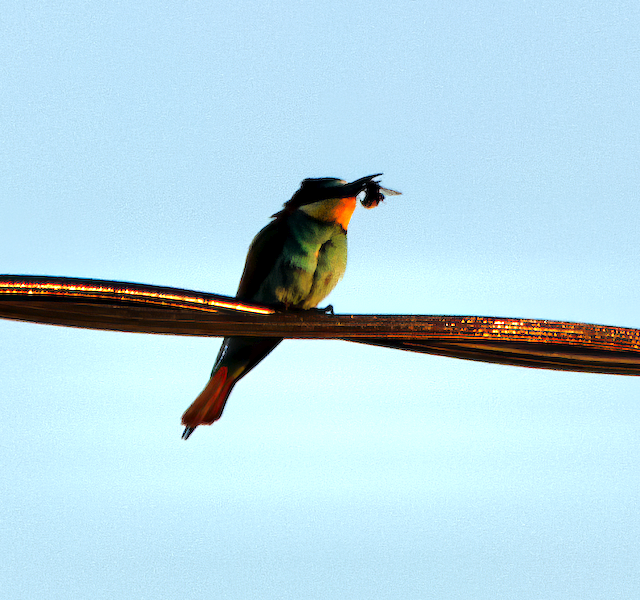 European Bee-eater - Phil Hyde