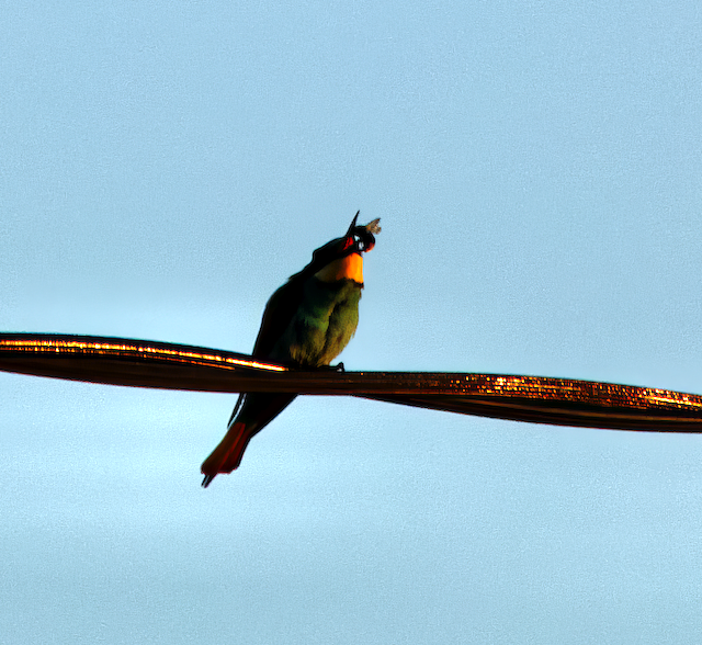 European Bee-eater - ML618071939
